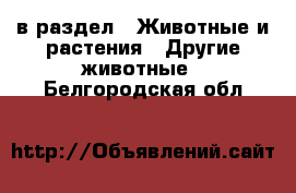  в раздел : Животные и растения » Другие животные . Белгородская обл.